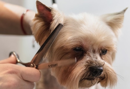 Dog Grooming available at Golden Corner Veterinary Hospital